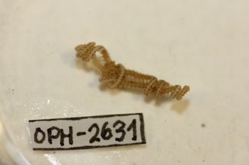 Media type: image;   Invertebrate Zoology OPH-2631 Description: Preserved specimen.;